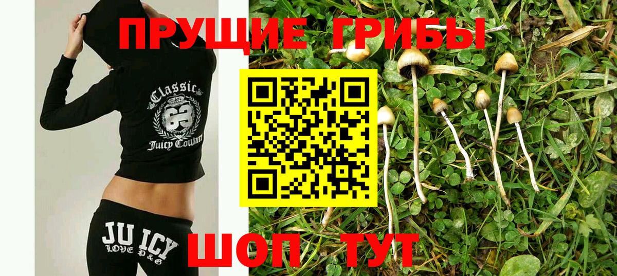 Псилоцибиновые грибы Cubensis  Вход с VPN  где купить   Королёв  Псилоцибиновые грибы мицелий 